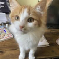 Photo of Mr Blonde   Located In Reservoir