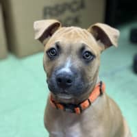 Photo of Rex