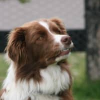 Photo of Beau
