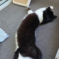 Photo of Sugar