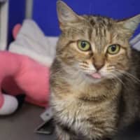 Photo of Nova