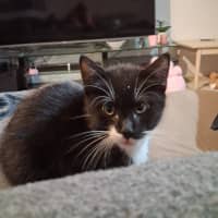 Photo of Soju