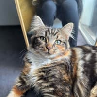 Photo of Pearl