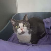Photo of Misty