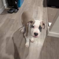 Photo of Bontempelli