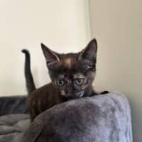 Photo of Binx
