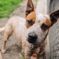 Photo of Nala Jablonksi