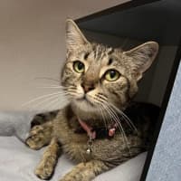 Photo of Momo