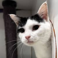 Photo of Possum