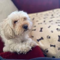 Photo of Tinkerbell Kumara