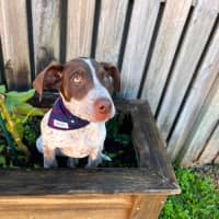 Photo of Banjo