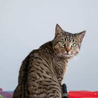 Photo of Oliver