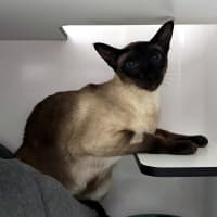 Photo of Stanley Sta013508