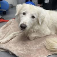 Photo of Willow