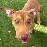Photo of Lulu