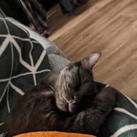 Photo of Percival