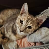 Photo of Lavender