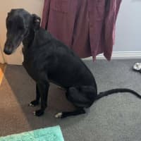 Photo of Rowdy, The Gentle Greyhound