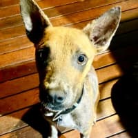 Photo of Diesel
