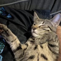Photo of Ziggy