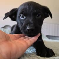 Photo of Fozzie Bear