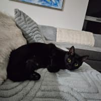 Photo of Bailey