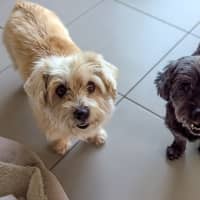 Photo of Missy & Middy