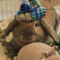 Photo of Bunbuns