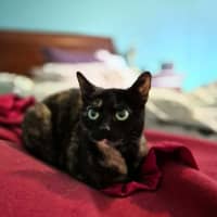 Photo of Middy ** 2nd Chance Cat Rescue**