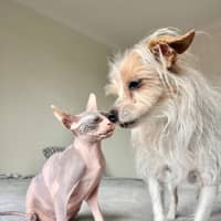 Photo of Echo (Was Roxanne)