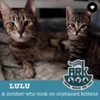 Photo of Lulu