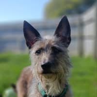 Photo of Dozer