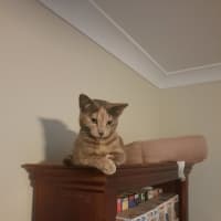 Photo of Sage