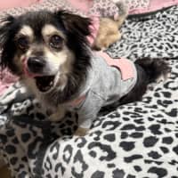 Photo of Sheila   5 Year Old Chihuahua X Pomeranian