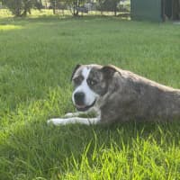 Photo of Lucy *$350 Adoption Fee*