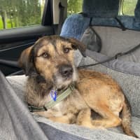 Photo of Oscar   4 Year Old Wolfhound X