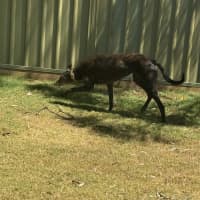 Photo of Lobo