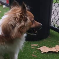 Photo of Alfie