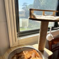 Photo of Sunny   Your Ray Of Sunshine