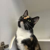 Photo of Brownie