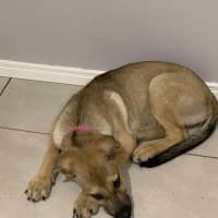 Photo of Nessa Rose   5 Month Old German Shepherd X