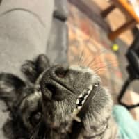 Photo of Buddy
