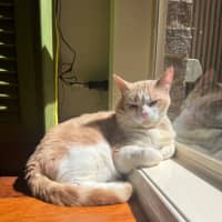 Photo of Trevor   In Foster In Flemington