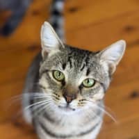 Photo of Ringo   2 Year Old Domestic Shorthair