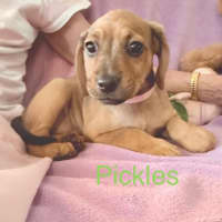 Photo of Pickles
