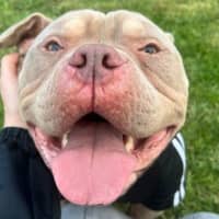Photo of Pumba