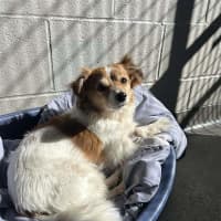 Photo of Ashiboy