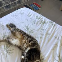 Photo of Tango