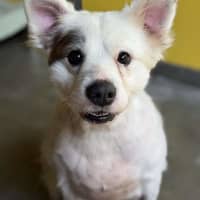 Photo of Kasper