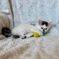 Photo of Emma (Baby Spice)   In Foster In Templestowe